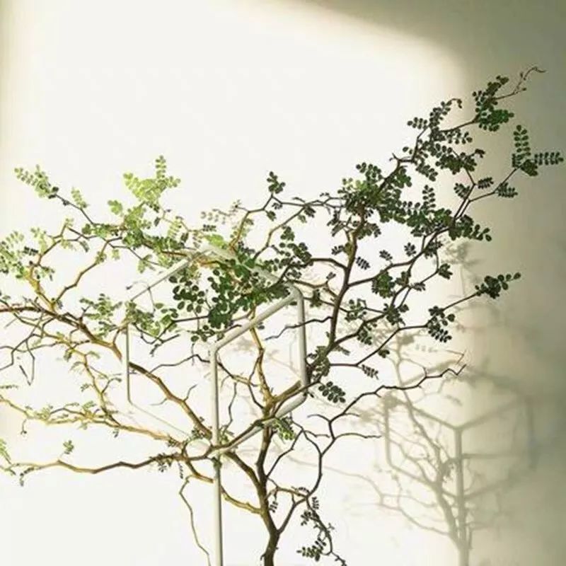 94种常见唯美观叶植物,会开花的绿色硬叶植物