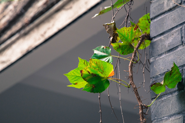 欧亨利最后一片叶子赏析,欧亨利最后一片叶子