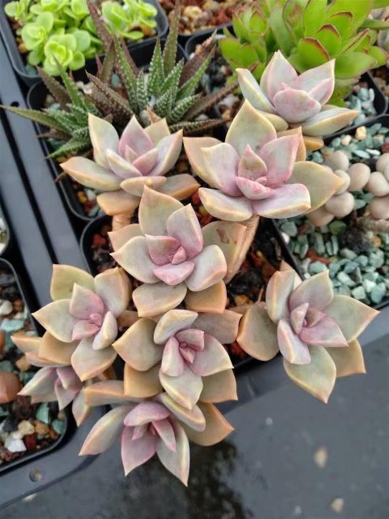 多肉老桩怎样养才粗壮,拇指盆多肉老桩