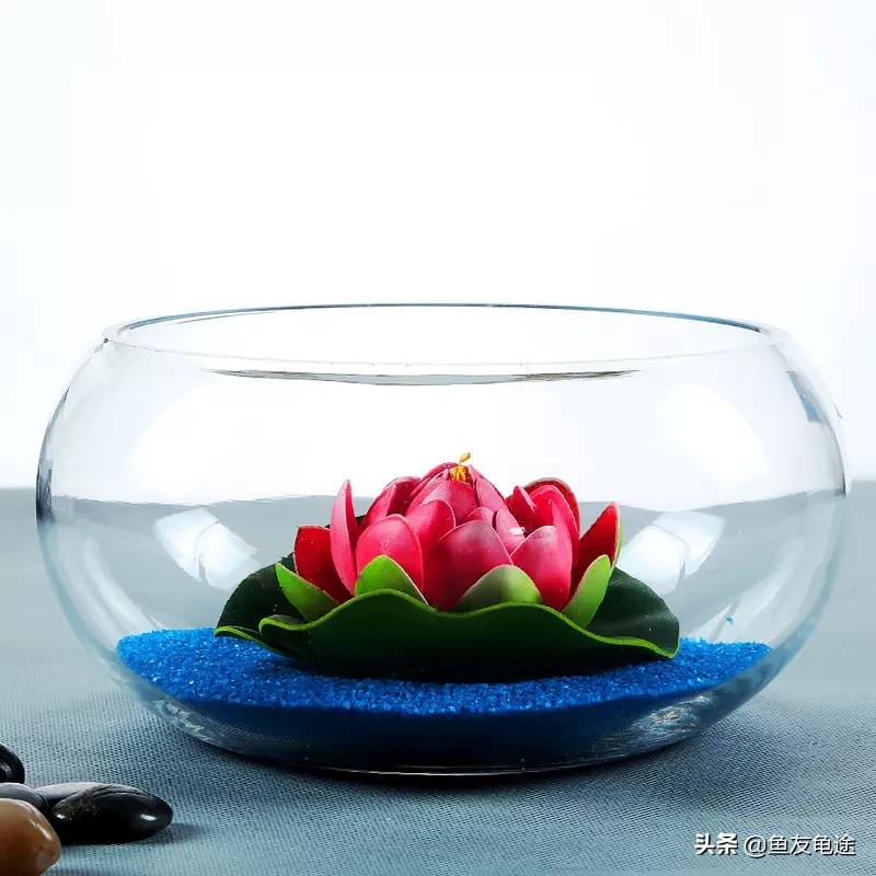 养鱼新手用的是圆形鱼缸该怎么办,新手养鱼选什么鱼缸