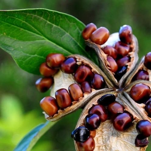 怎么养盆栽牡丹花,养牡丹花怎样浇水