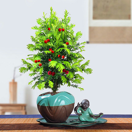 红豆杉叶子枯萎发黄怎么办,红豆杉叶子发黄枯萎怎么办