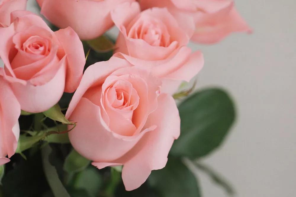 花店必备的5款玫瑰,花店最常用什么品种的玫瑰花