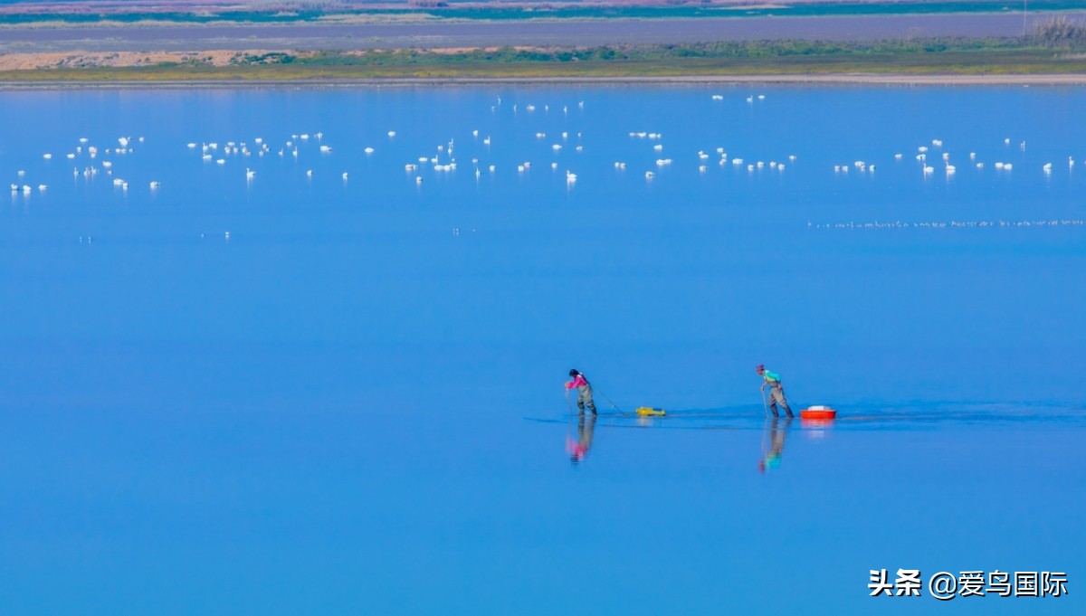 观鸟作品,观鸟优秀作品