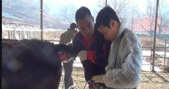 提高卵巢功能都要做什么,提高母牛养殖效益