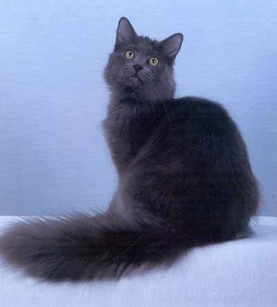 幼猫品种图鉴 (华达猫品种大全介绍)