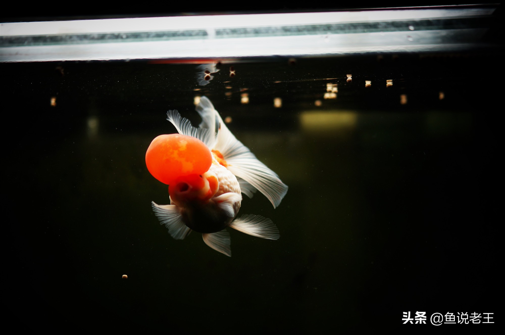 金鱼折尾怎么处理,为什么金鱼会翻肚子