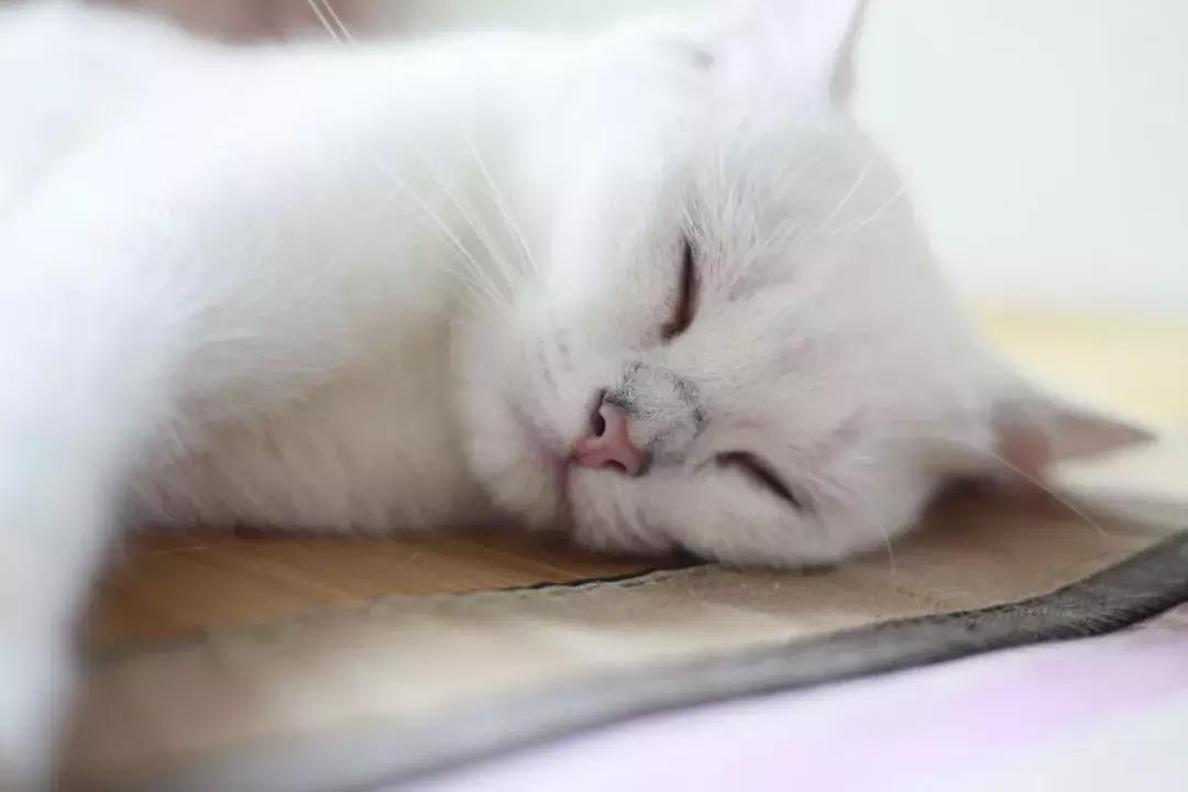 夏末秋初，刘三姐的英短咪咪，邂逅梁实秋的白猫王子