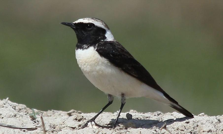 广东常见鸟类图谱和名称图文,东江揽胜鸟类