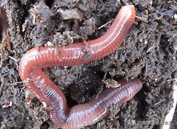 美国蚯蚓市场,美国活体蚯蚓