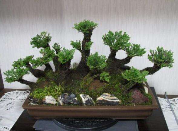 卷柏养成盆景观赏性强，叶子却打卷，这4点养护技巧，要做到