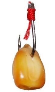 钓鲤鱼用生玉米粒还是熟玉米粒,清明季节用玉米粒钓鲤鱼可以吗