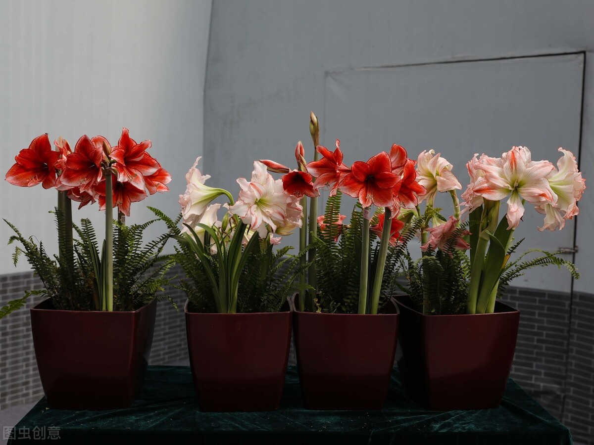 那些令人赞叹的庭院花卉,5种庭院生活方式的花卉