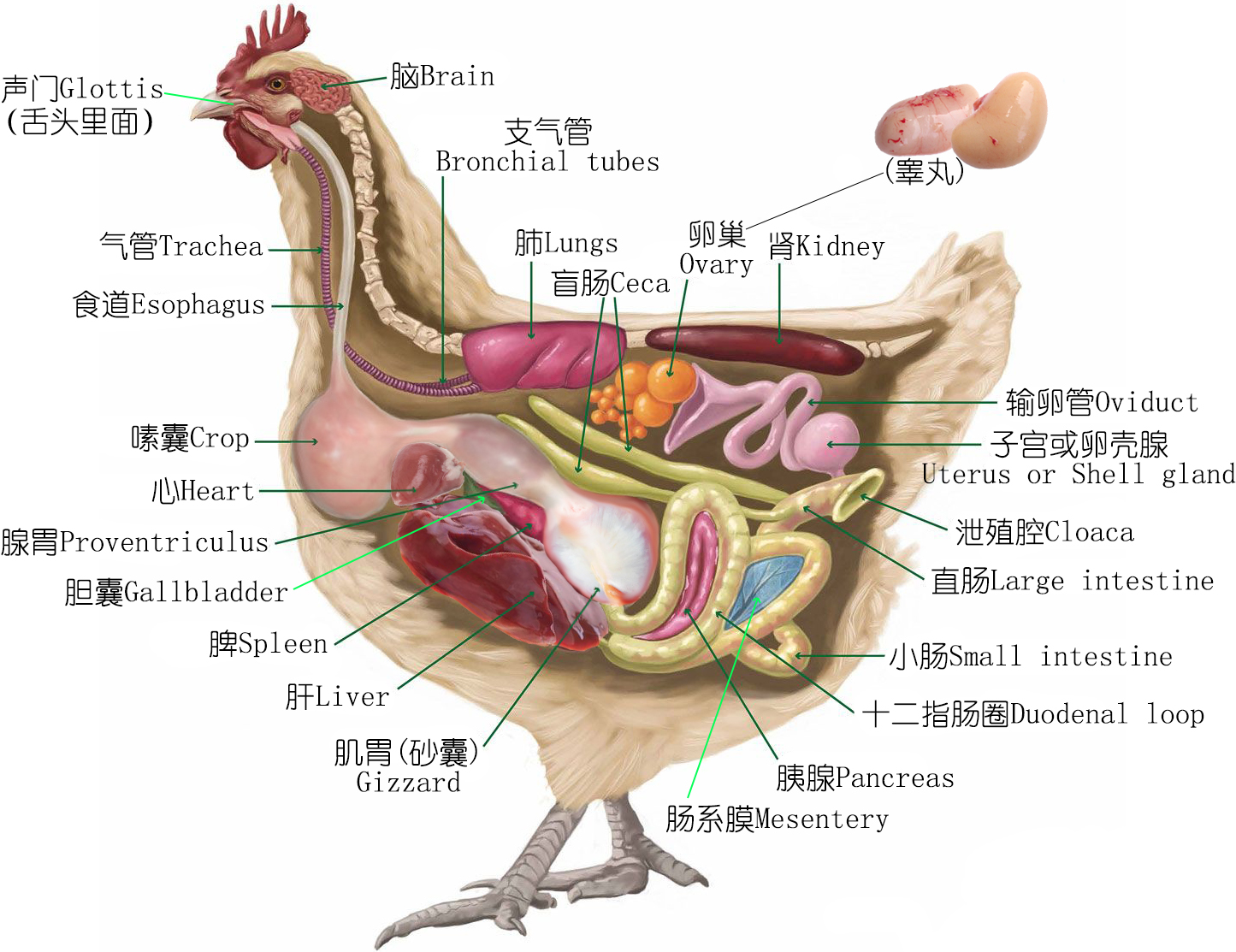 各种鸡的品种烹调方法,鸡的品种和吃法