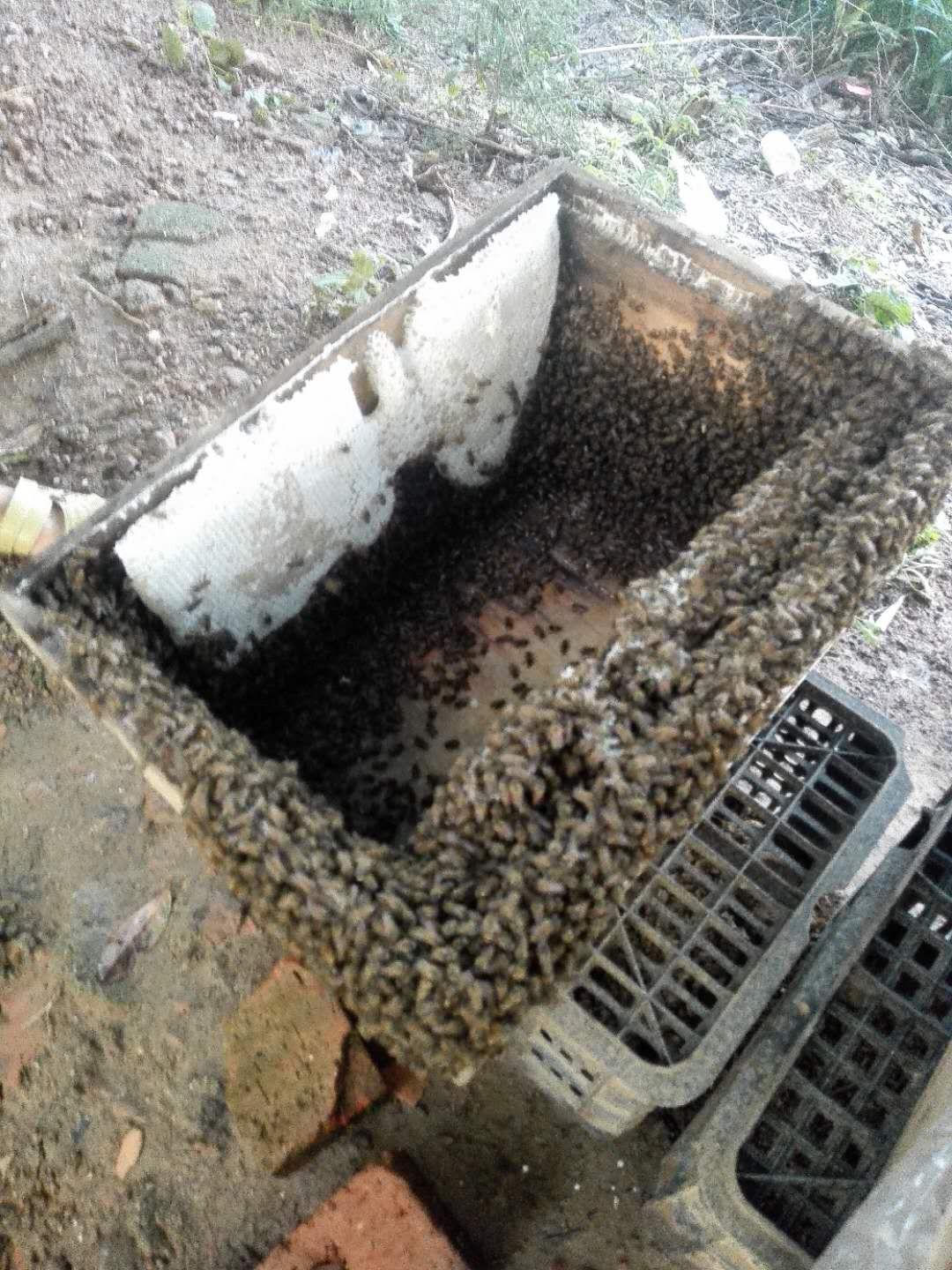 养蜜蜂怎么养才更好,养蜜蜂的正确方法怎样养好蜜蜂