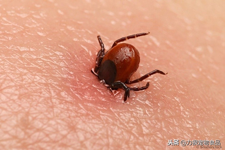 狗狗被蜱虫咬后为什么腿抖,狗狗出现了趴蹄怎么办