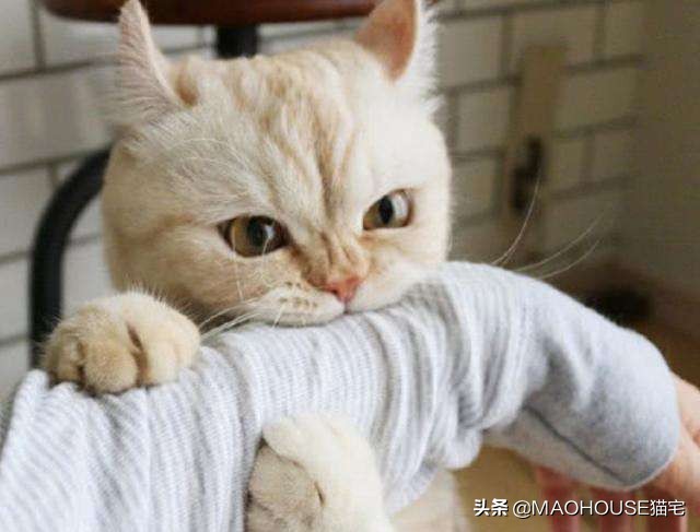 纠正猫咪咬人挠人,猫咪咬人挠人如何纠正