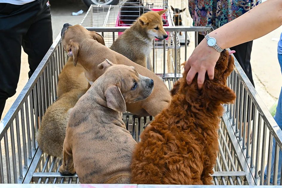 满满的烟火气逛大集真好玩,最值得逛的大集