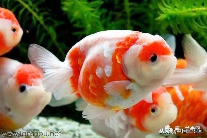 十大最稀有的金鱼品种,比较大的金鱼品种有哪些