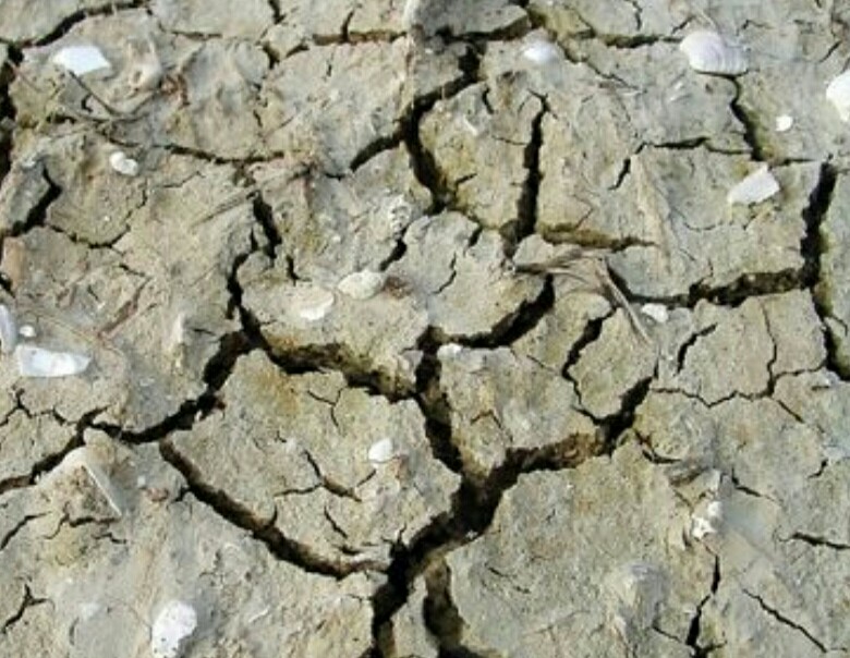 养花盆土发霉了怎么办,养花盆土板结