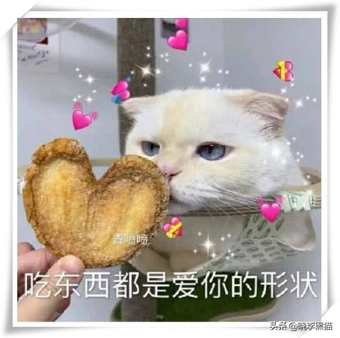 “情商”180，一只“社会”的小猫咪是怎么样炼成的？今天来教你