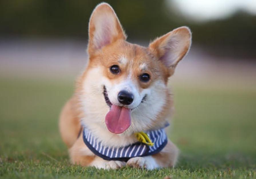 公认最好的十大狗狗排行榜,狗狗排行榜颜值第一的狗是哪种狗