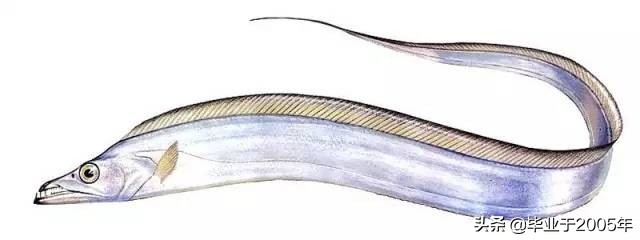 辽宁常见的鱼有哪些,辽宁沿海常见鱼