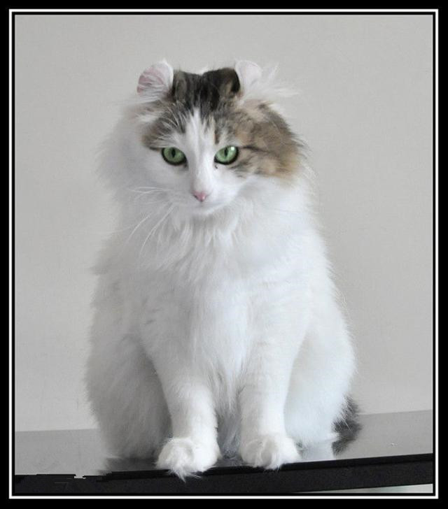 名贵猫咪的品种及图片大全,十大名贵猫咪品种排行榜