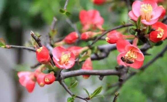 杨万里描写四季的古诗词,杨万里描写春天的诗句