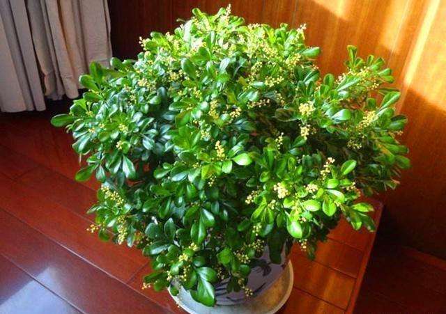 家庭养米兰注意事项有哪些,刚开始养米兰养什么