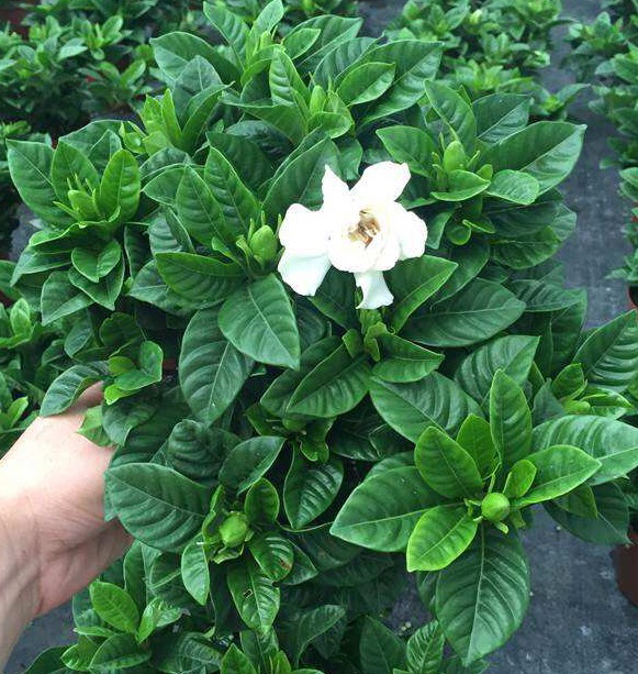 养栀子花的方法和注意事项有哪些,栀子花怎么养开花多不黄叶