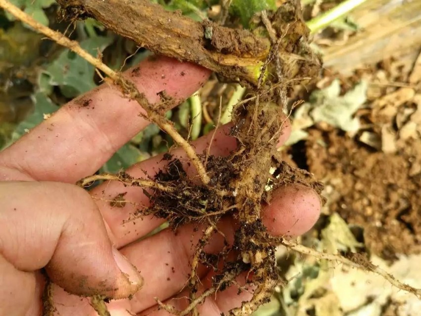 西瓜移栽后萎蔫是什么原因,西瓜幼瓜枯死怎么回事