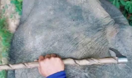 驯兽师被大象踩死事件,驯兽师被大象踩死