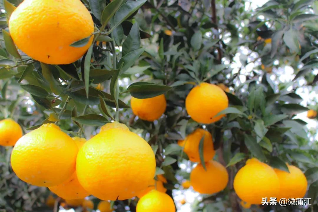 邂逅初冬的西湖,邂逅初冬的美妙韵味