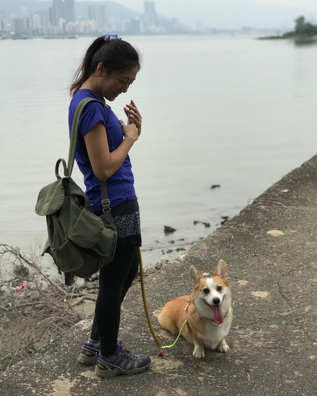 小短腿柯基走路的样子,短腿柯基王主人