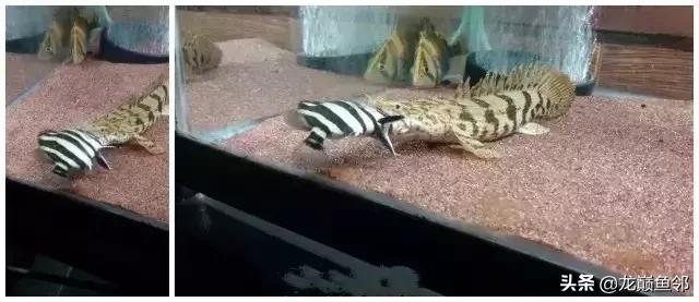 巴西亚能和飞凤一起混养吗,金龙巴西亚飞凤混养