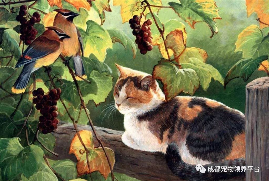 谁说土猫无名猫？快来围观古代猫谱，你家有没有镇宅神兽！