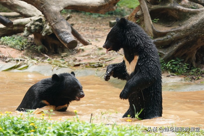 索尼sel200600g配什么相机,索尼sel200600g