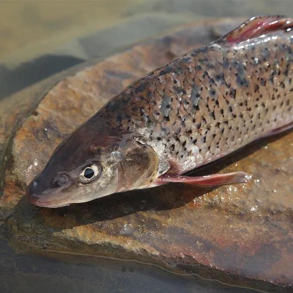 名贵的六种鱼你吃过几种,20种名贵海鱼