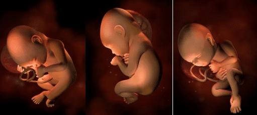 胎儿的发育全过程及注意事项,胎儿发育40周全过程纪录片