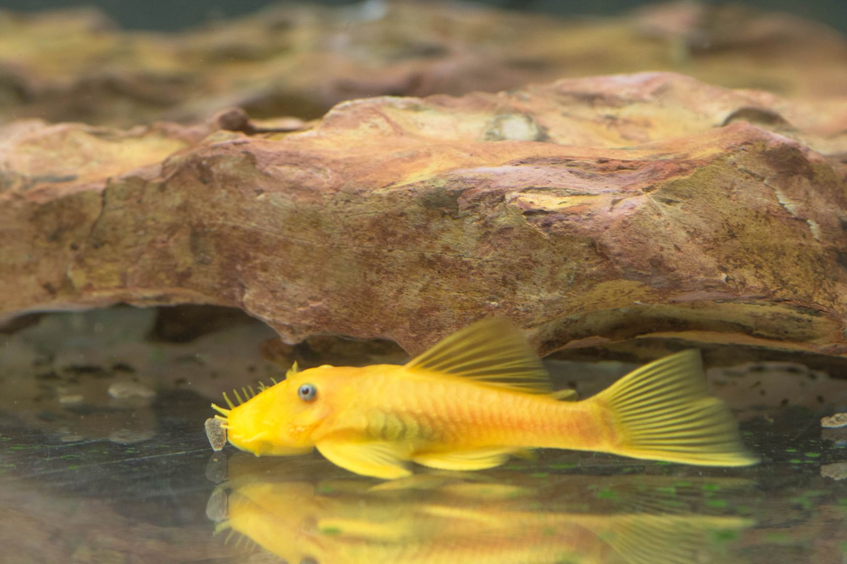 鱼缸长绿藻对斗鱼好不好,鱼缸长藻类有什么危害