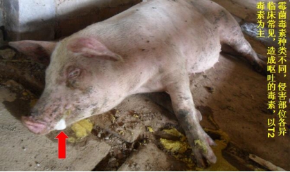 怀孕母猪霉菌毒素图片,怀孕母猪霉菌
