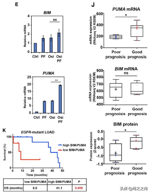 靶向AuroraB激酶增强BIM和PUMA介导的细胞凋亡克服EGFR*制剂抑**耐药