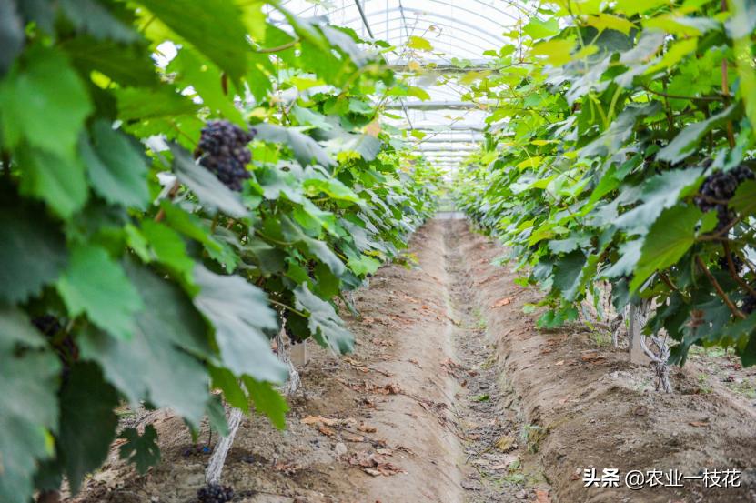 打小麦农药能加小苏打吗,小苏打能洗掉农药残留吗