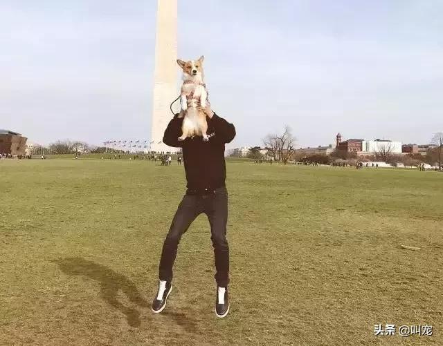 如何解决宠物的“节后综合症”？