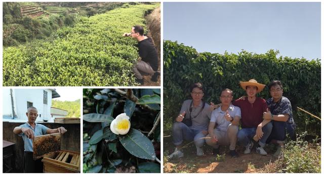 寻茶百树,六堡茶千种茶中必有适合你的茶