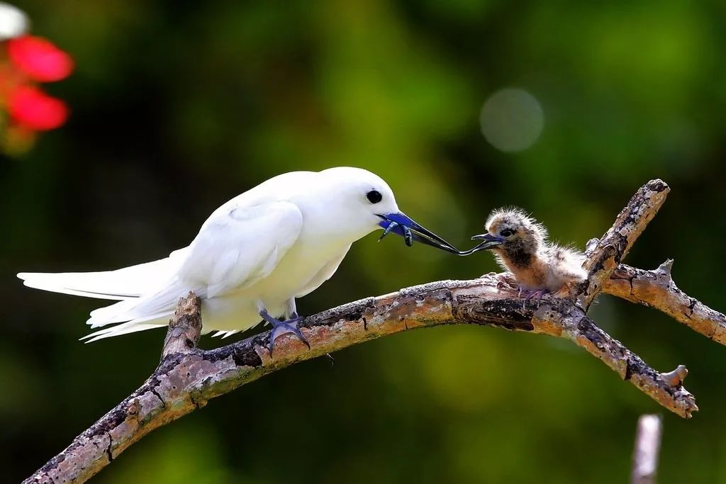 猩猩之火丨别再给“丑车”找借口了