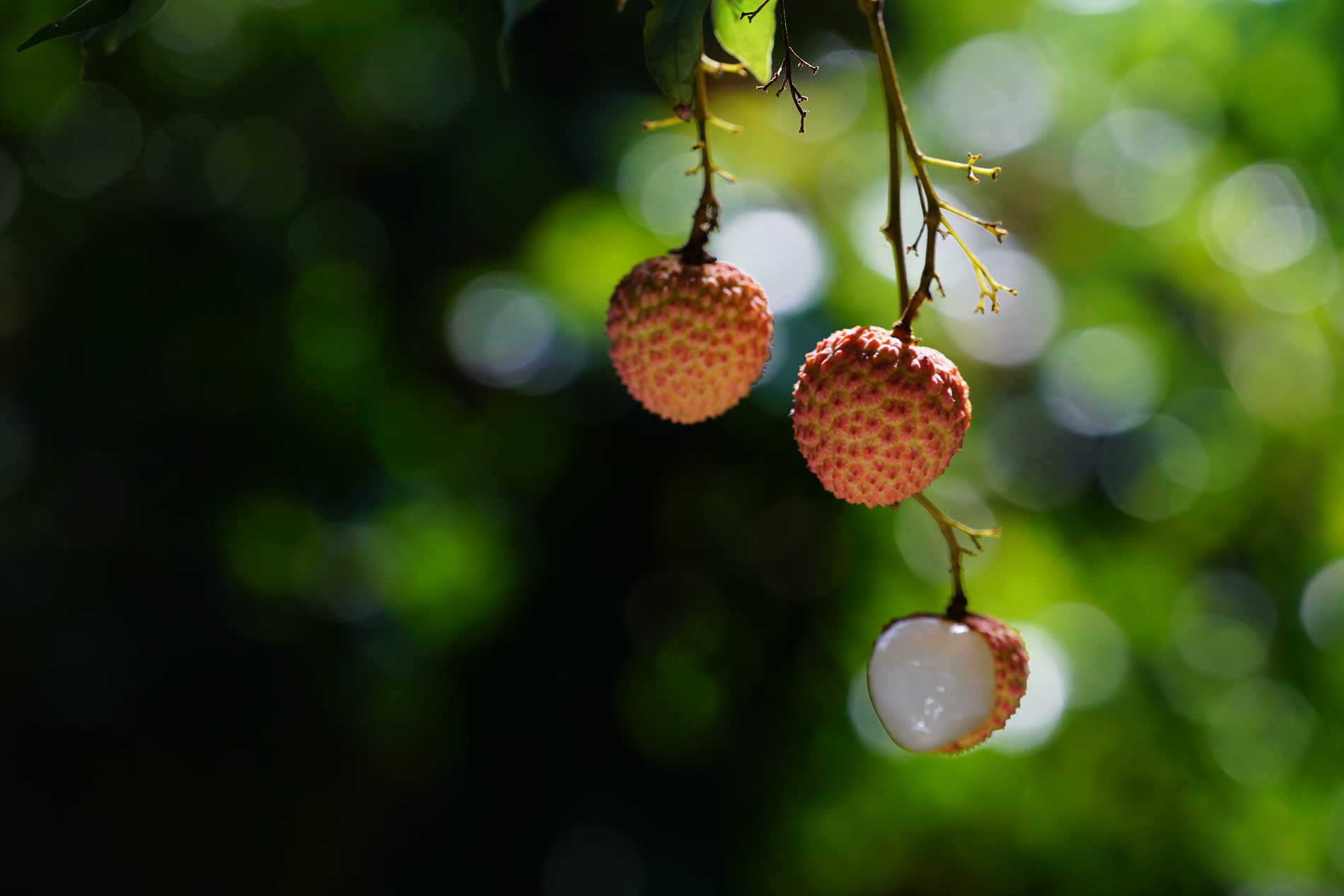 荔枝助农增收,荔枝助农大丰收