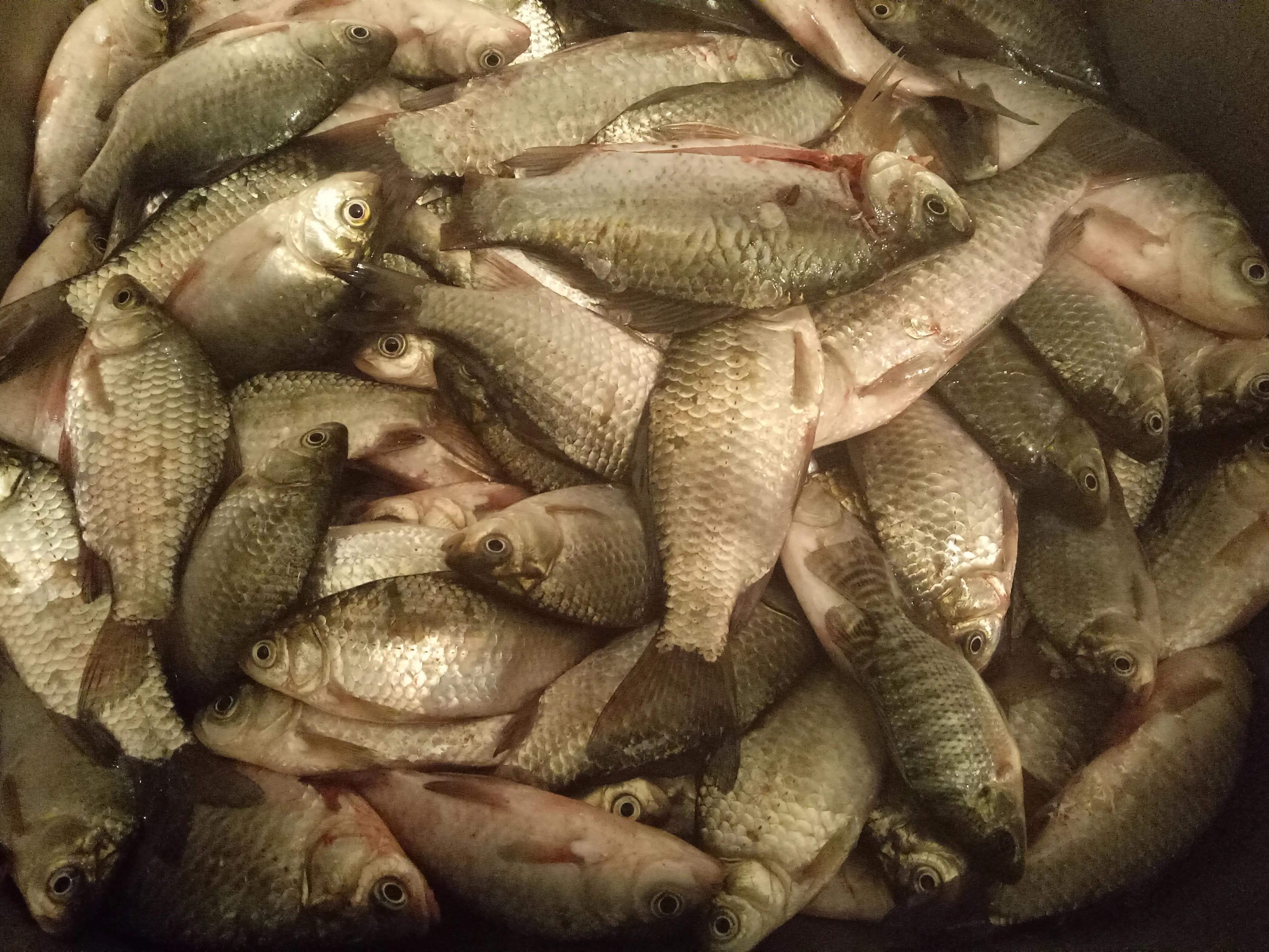 冬天用海竿钓鲤鱼用什么饵,冬天钓鲫鱼调漂最灵敏的方法