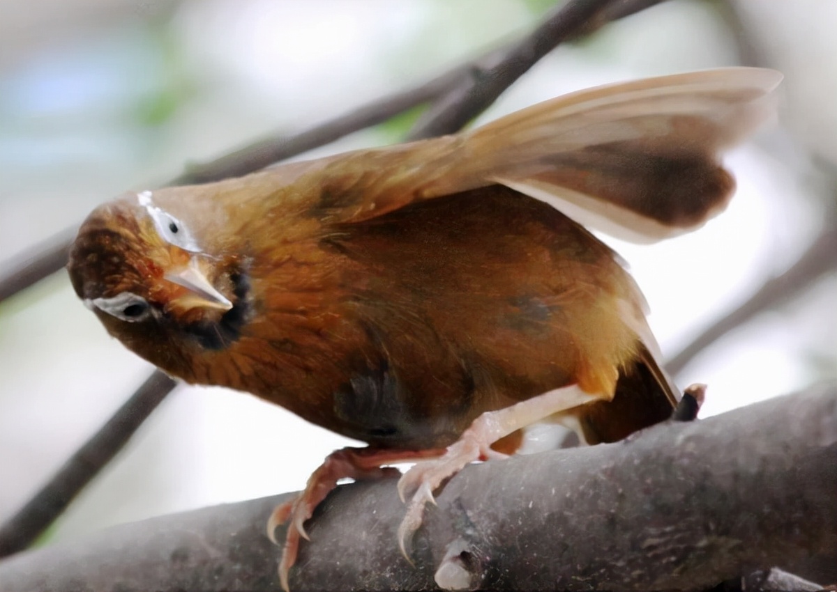 画眉鸟不起性不叫怎么办,画眉鸟不开口叫怎么办呢